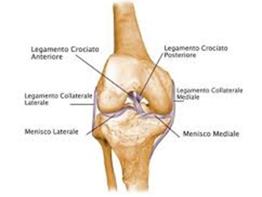 Immagine legamento crociato